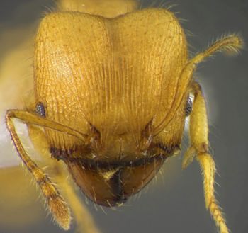 Media type: image;   Entomology 34330 Aspect: head frontal view